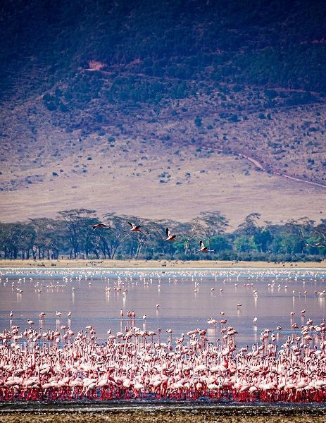 Lesser flamingos rest and feed in Lake Magadi inside Ngorongoro Crater-Tanzania